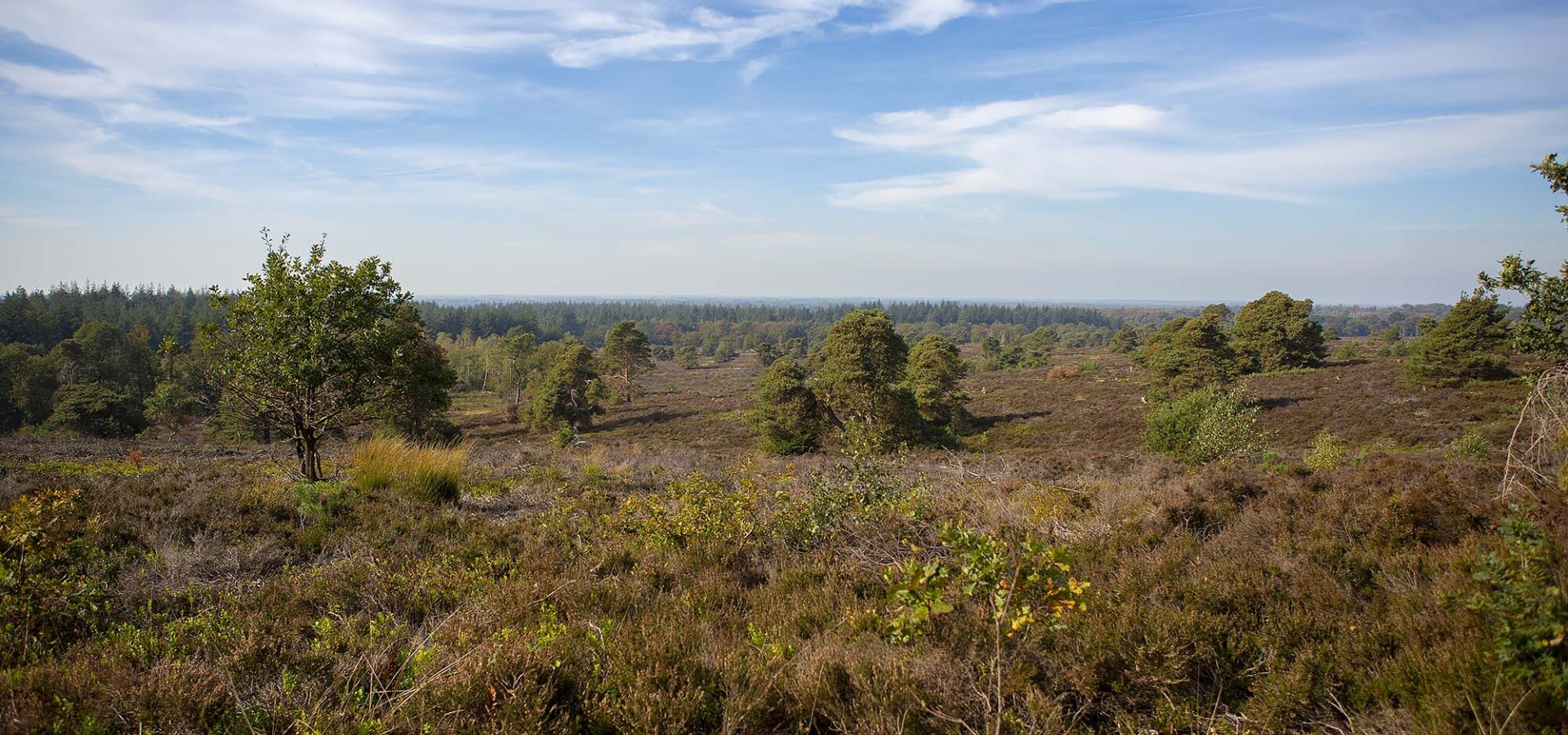 Sallandse Heuvelrug wandelen Holterberg 10