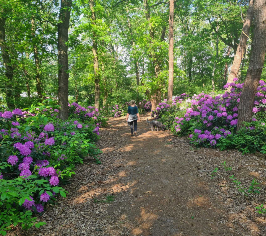 Bos vakantiepark de luttenberg