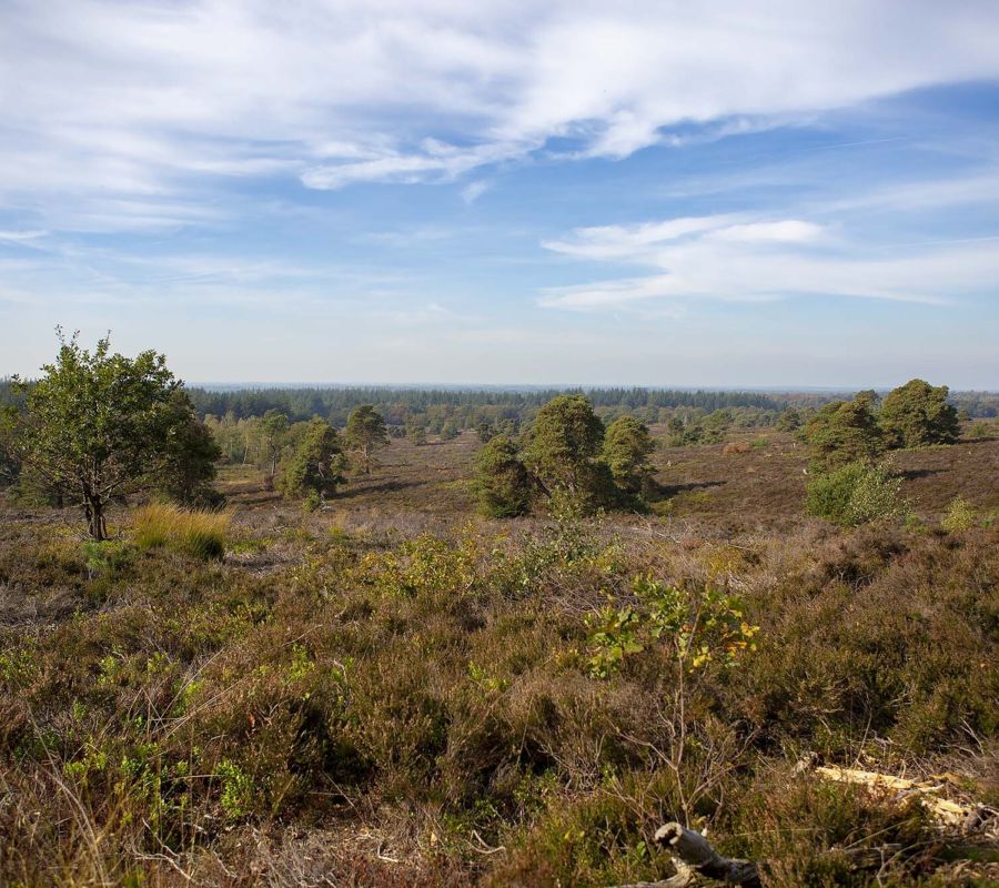 Sallandse Heuvelrug wandelen Holterberg 10